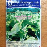 กาดขาวไดโตเกียวเบกานา 6803 เพื่อนเกษตร