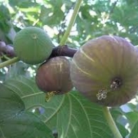 purple autumn fig 15เมล็ด/ซอง