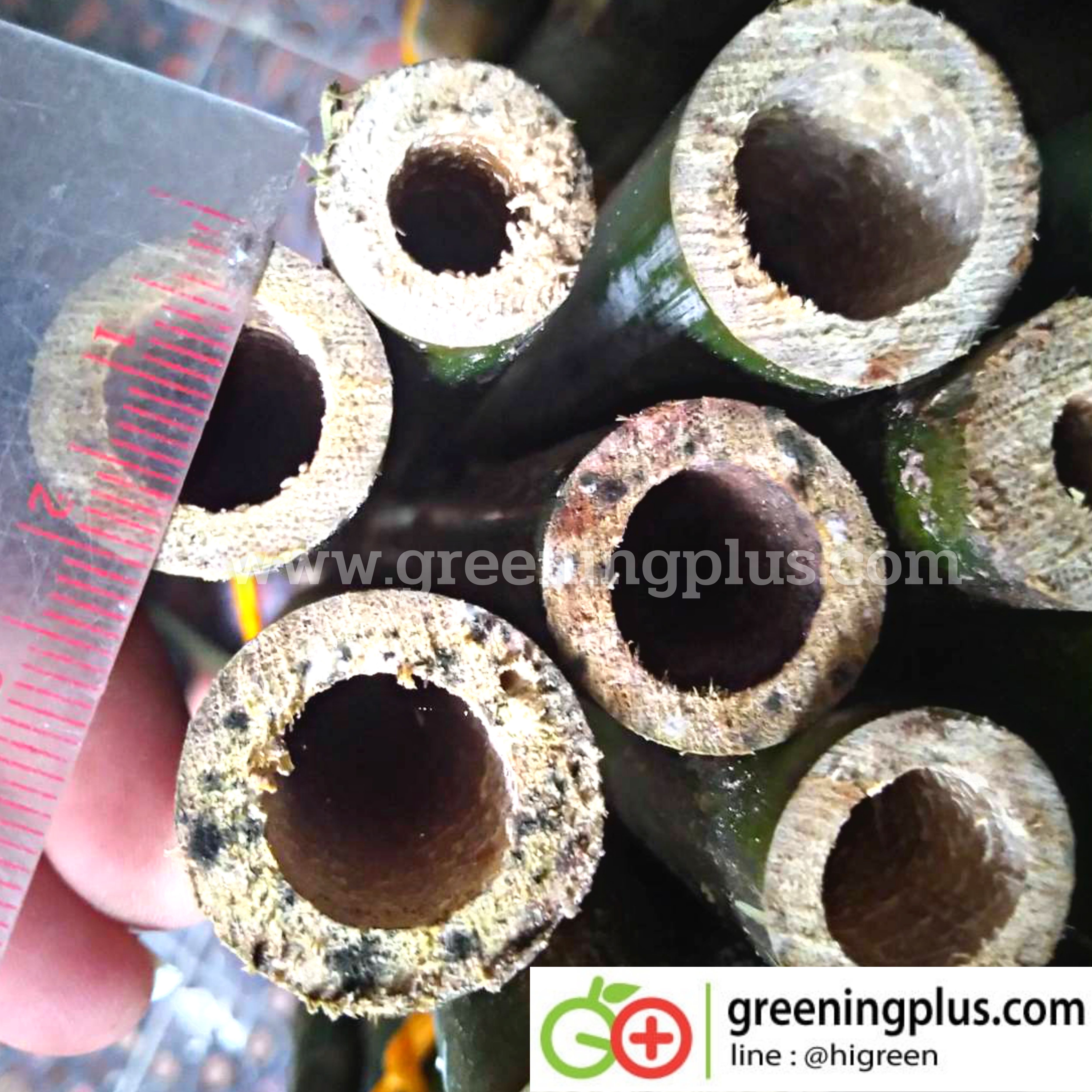 ไม้ปักค้ำต้นไม้ ไม้กลมแข็งแรง แหลมปลายสะดวกต่อการใช้งาน ขนาด 1.3-1.5 เมตร x 2 มัด