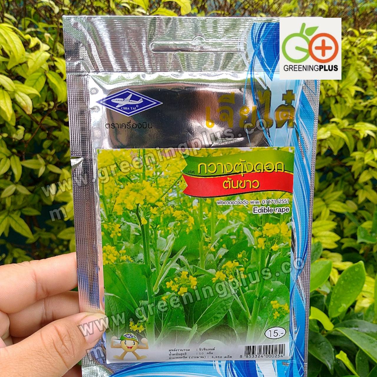 กวางตุ้งดอกต้นขาว (Edible rape) เจียไต๋