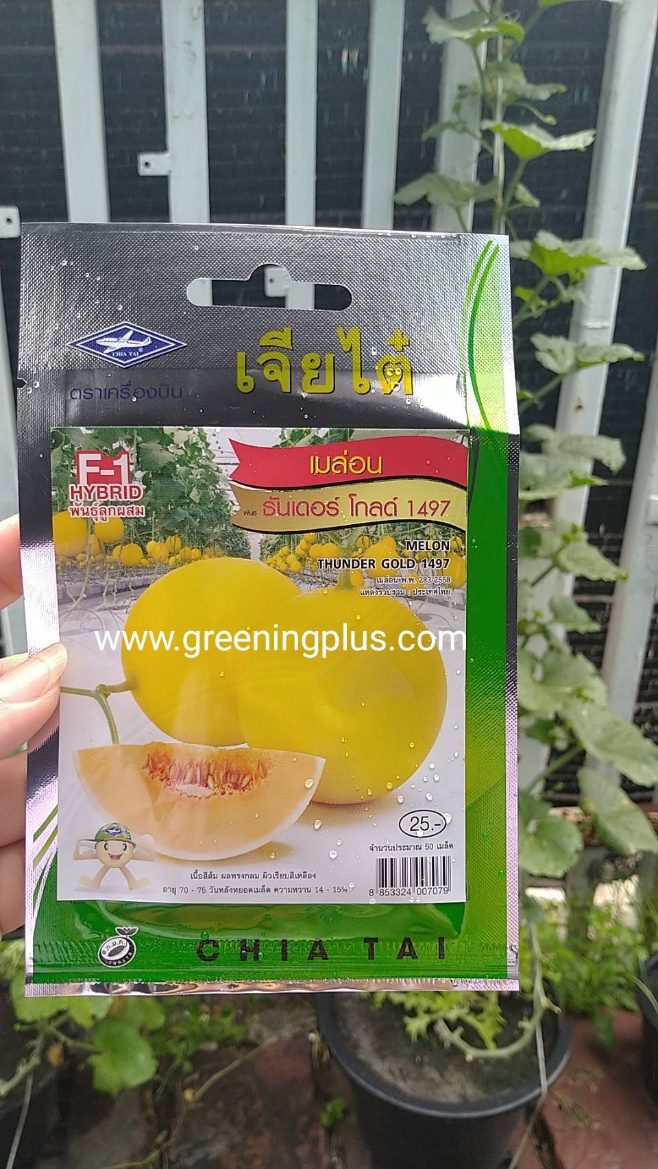 เมล่อน ธัญเดอร์ โกลด์ 1497 THUNDER GOLD 1497 เจียไต๋