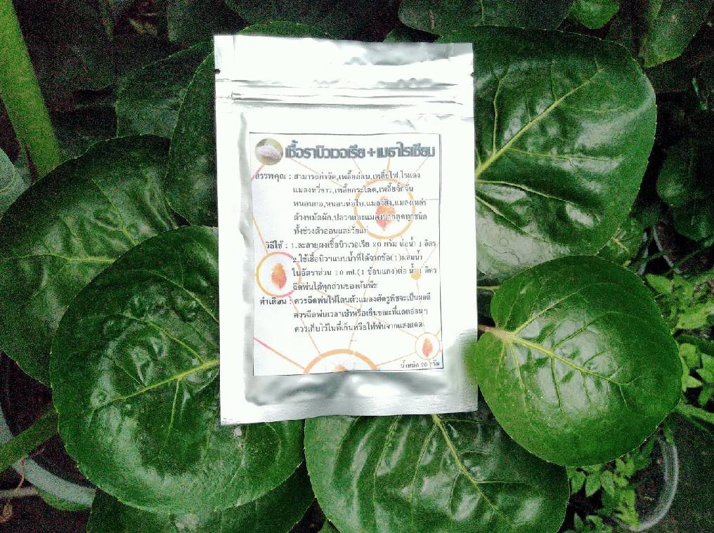 เชื้อราบิวเวอร์เรีย+เมธาไรเซียม แบบผง 20 กรัม ผสมน้ำได้ 1 ลิตร