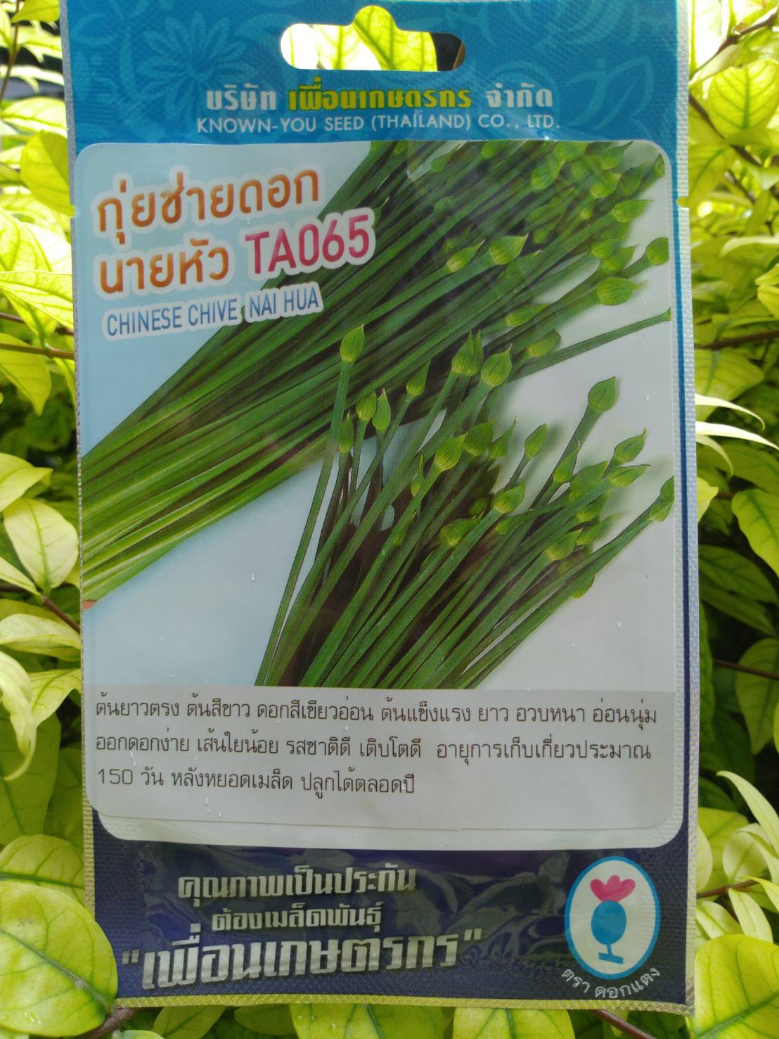 กุยช่ายดอก นายหัว TA065 chnese chive nai hua เพื่อนเกษตร