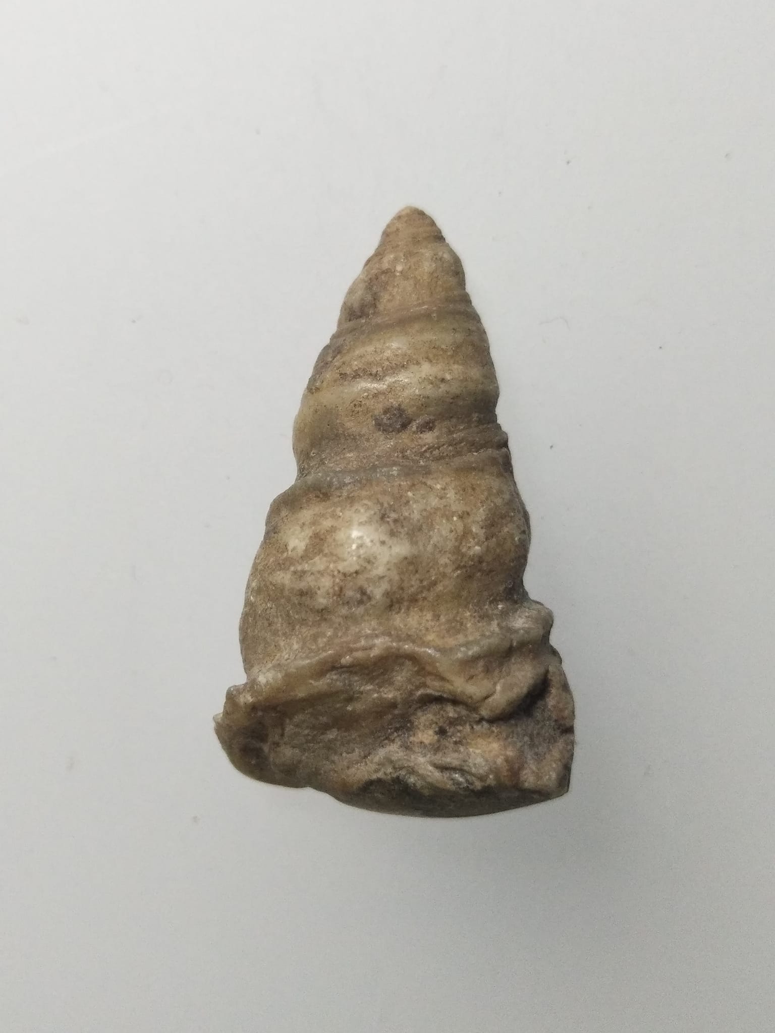 F247 คตหอย หอยกลายเป็นหิน