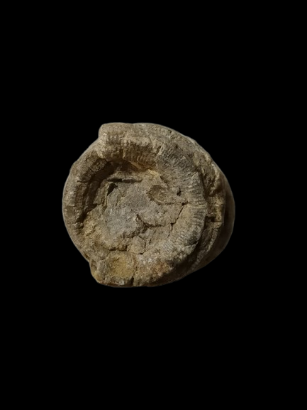 H431 ฟอสซิล ไม่ทราบชนิด