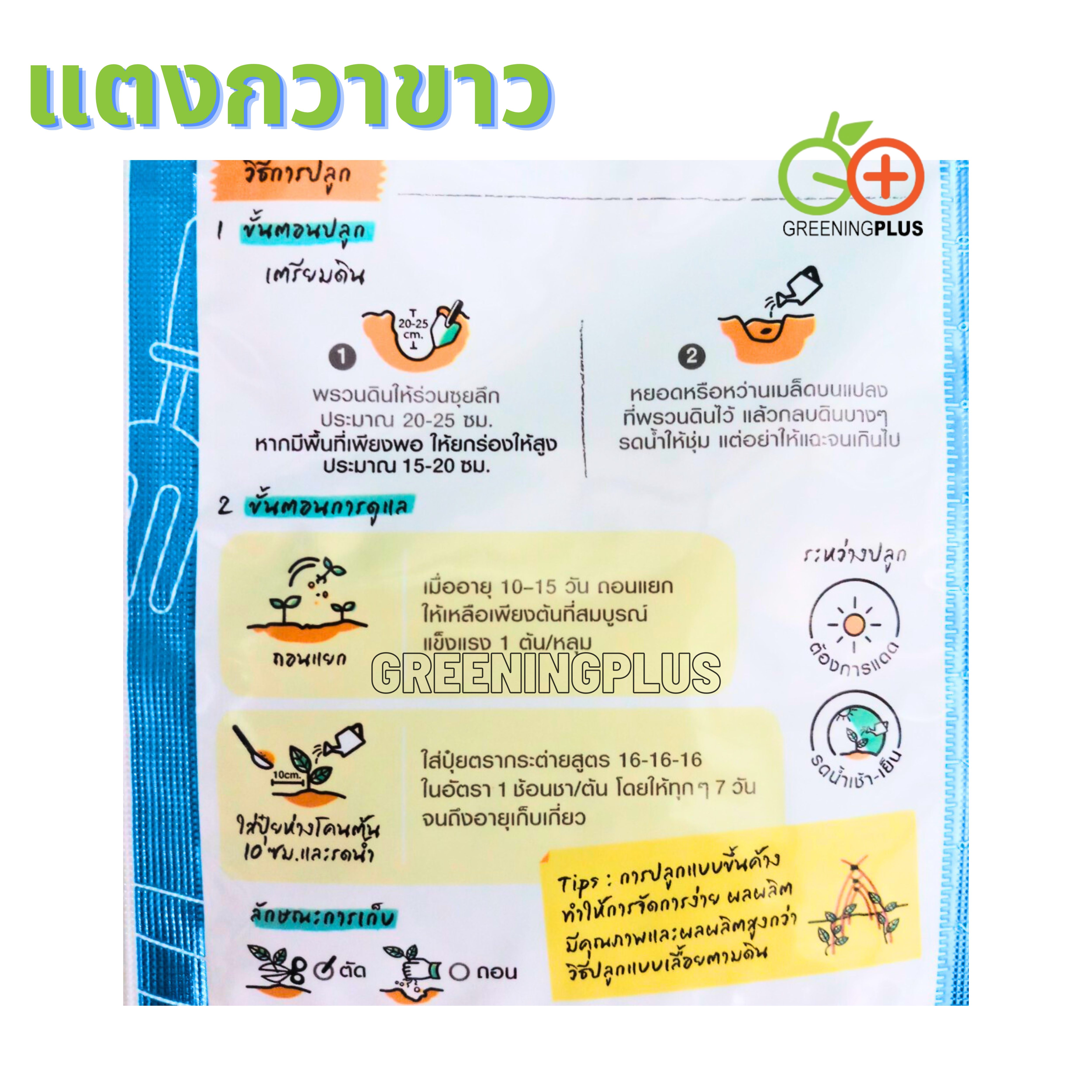 แตงกวาขาว (Cucumber) เจียใต๋