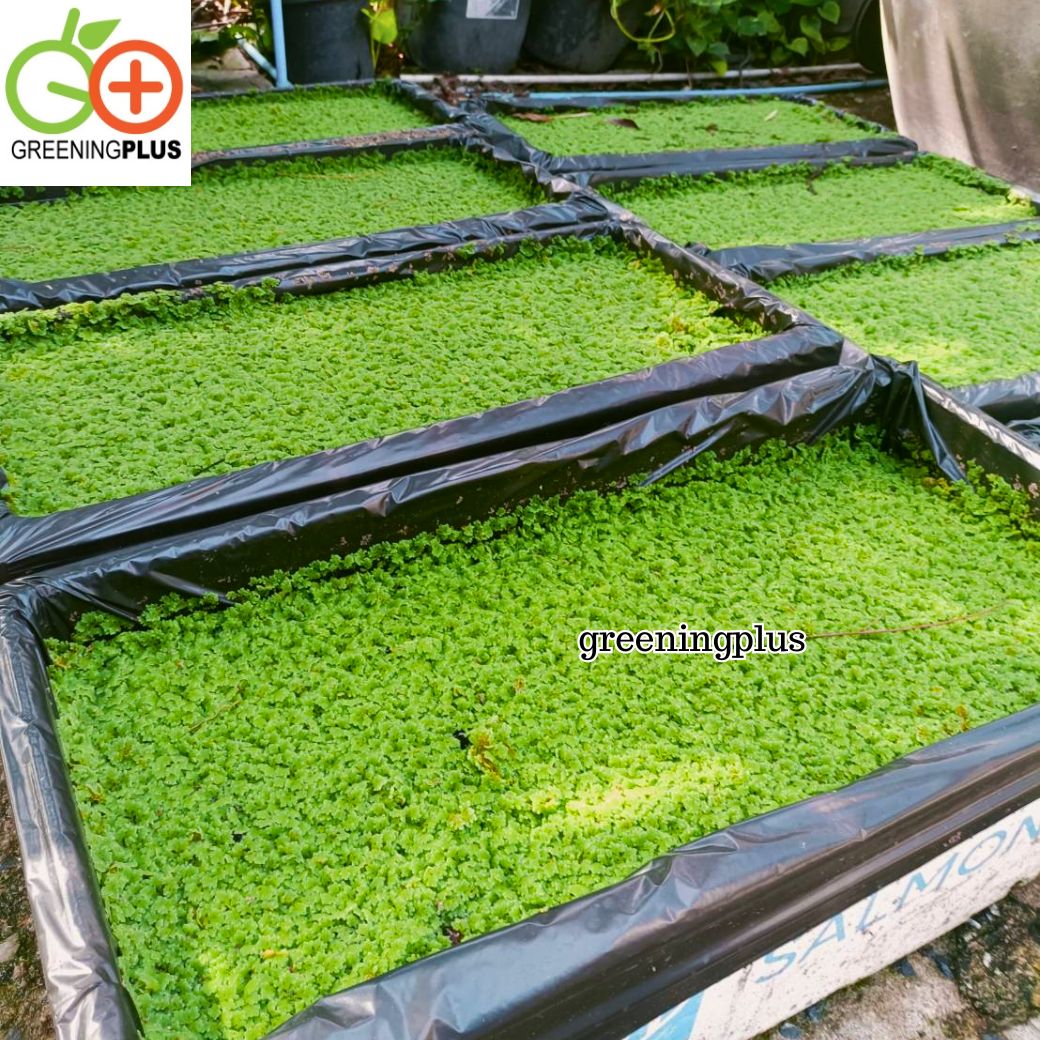 แหนแดง ไมโครฟิลล่า พันธุ์กรมวิชาการเกษตร ขนาด 1 กิโลกรัม / ถุง