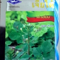 ผักเสี้ยน Spider Fiower เจียใต๋