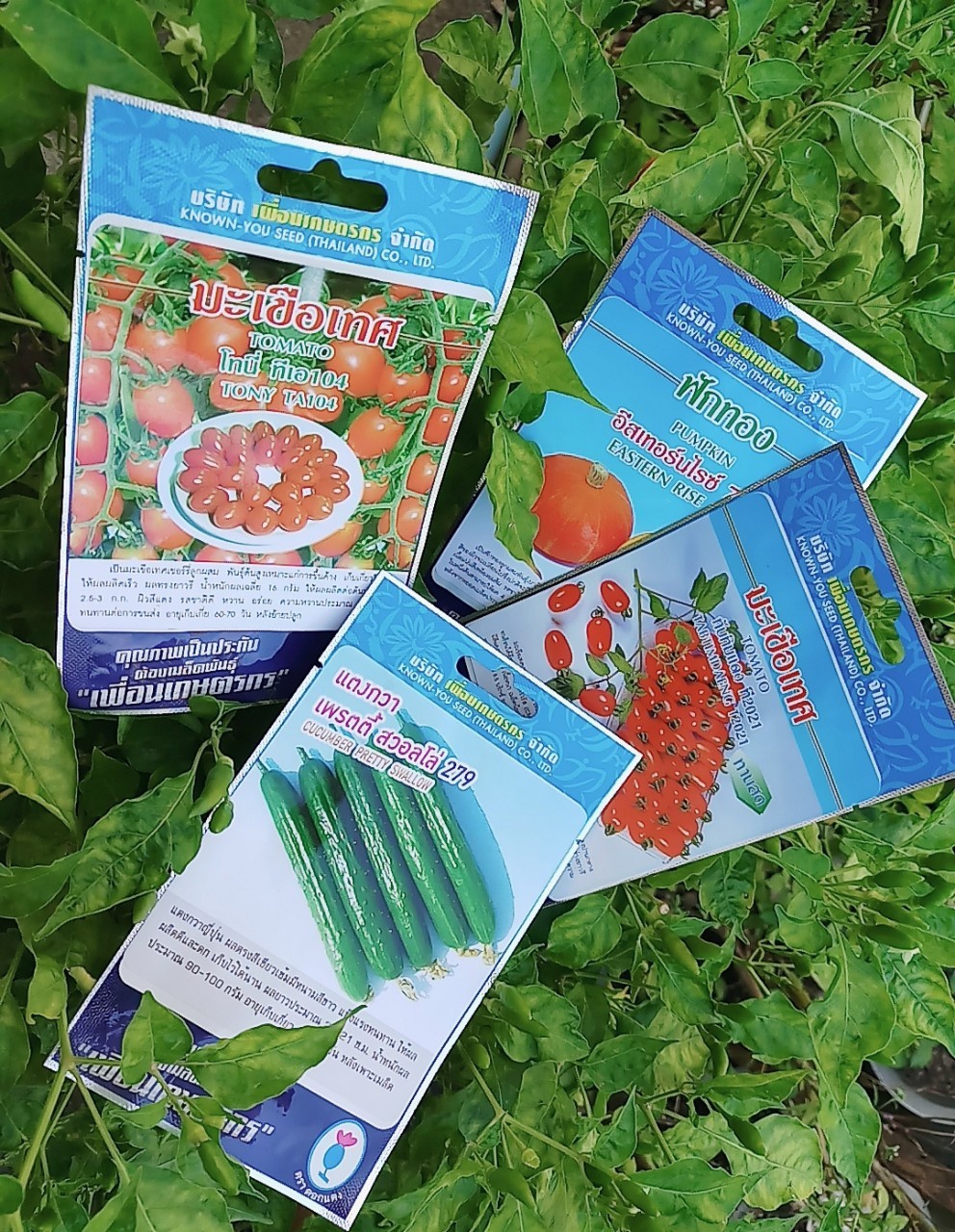 แตงกวาญี่ปุ๋น เพรตตี้ สวอลโล่ 279 cucumber pretty swallow เพื่อนเกษตร