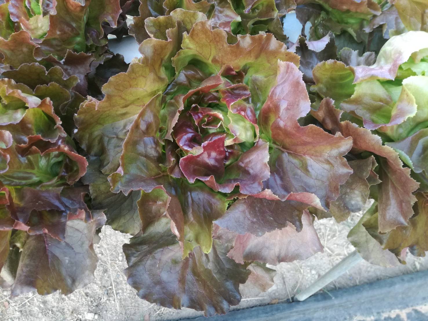 red butterhead (TATENNE) Enza Zaden 100 plls (เคลือบ)