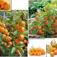 เคพกูสเบอรรี่ (cape goodsberry) 5 เมล็ด/ซอง