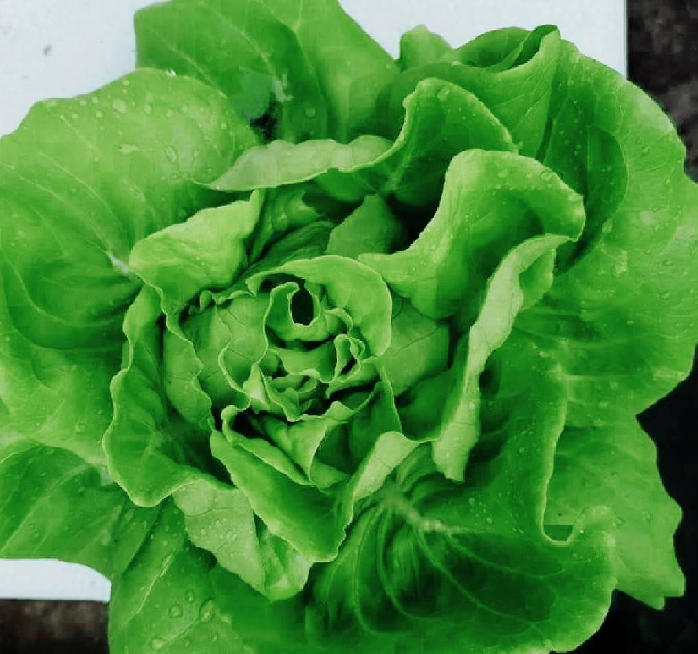 green butterhead (VOLARE) Enza Zaden 100 plls (เคลือบ)