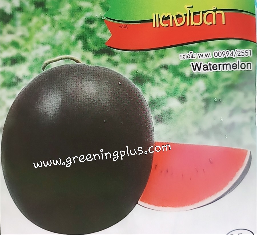 แตงโมดำ(Watermelon)เจียใต๋
