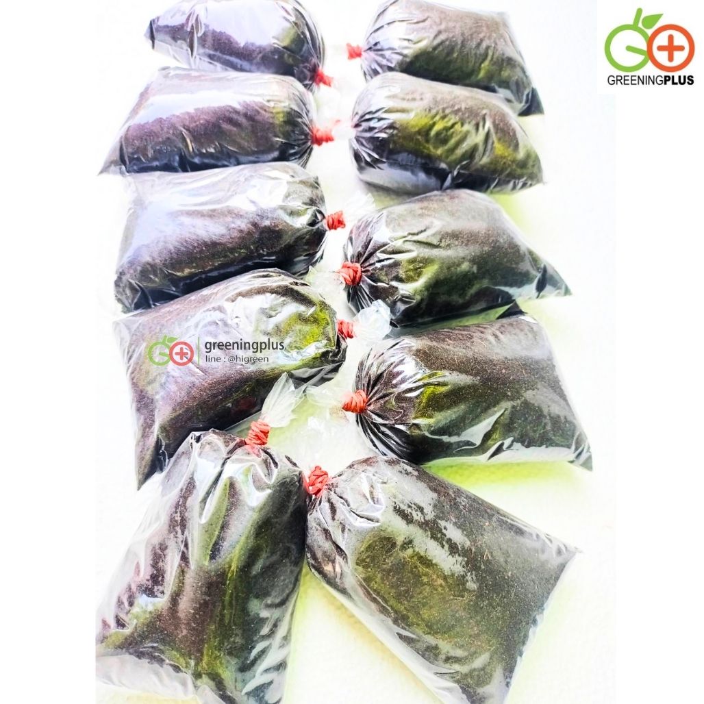 เซตตอนกิ่ง (คีมตอนกิ่ง + ตุ้มมะพร้าวแบบละเอียด 10 ตุ้ม) / เซต