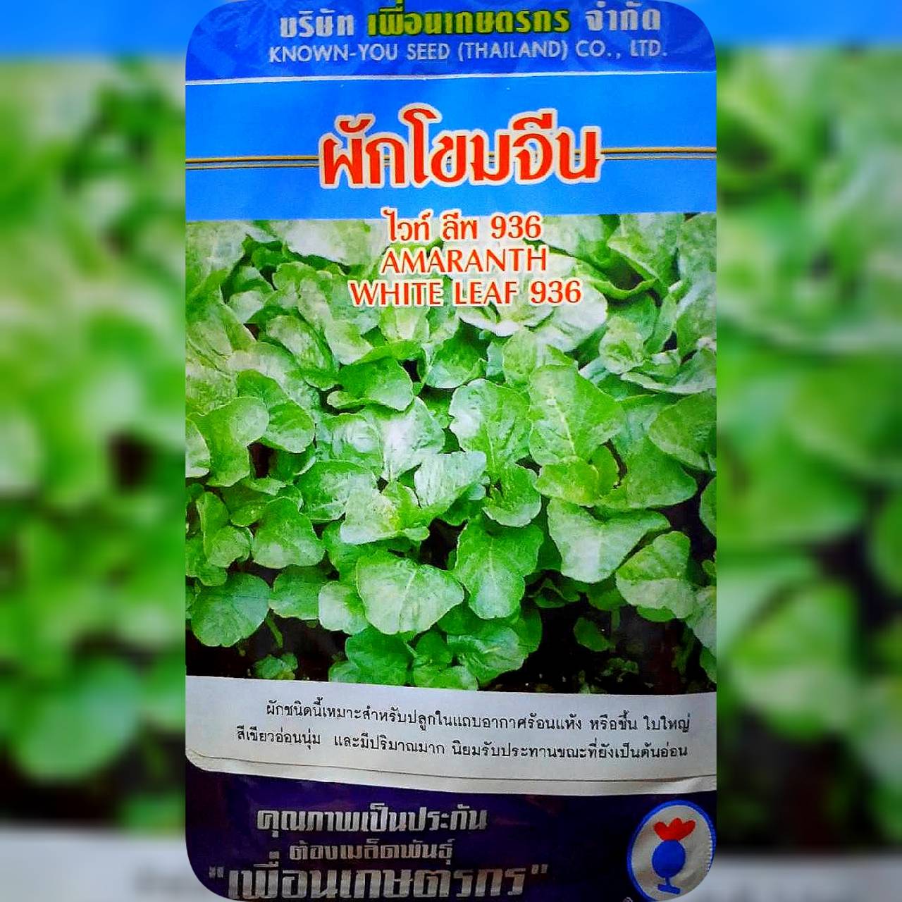 ผักโขมจีน ไวท์ลีพ936 เพื่อนเกษตร