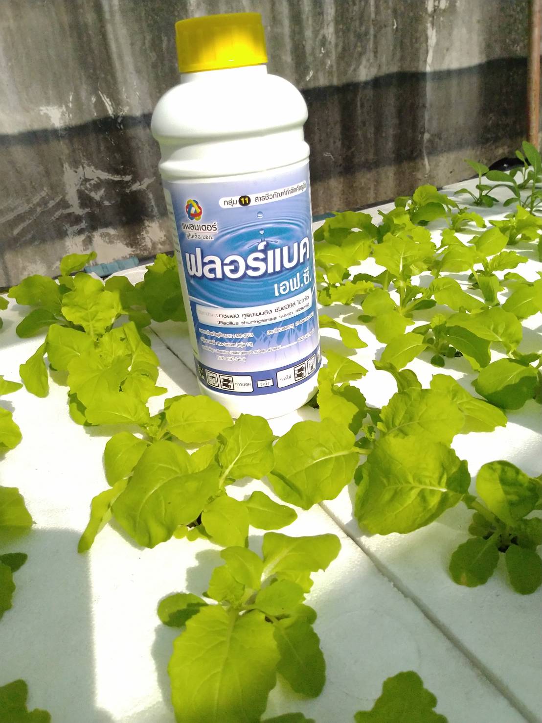 BT ฟลอร์แบค (บาซิลลัส ทูริงเยนซีส) 1 ลิตร