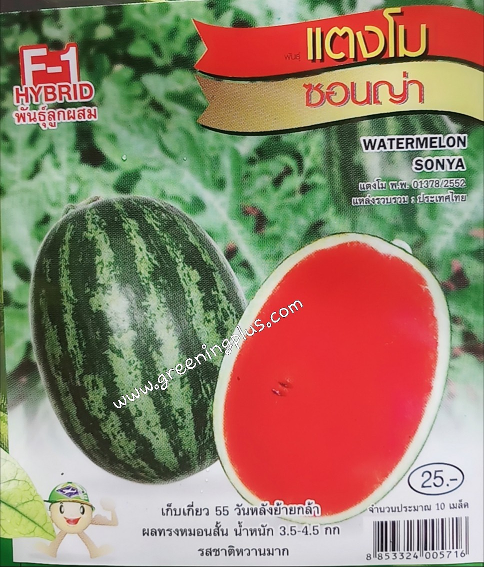 แตงโมซอนญ่า(WATERMELON SONYA)เจียใต๋
