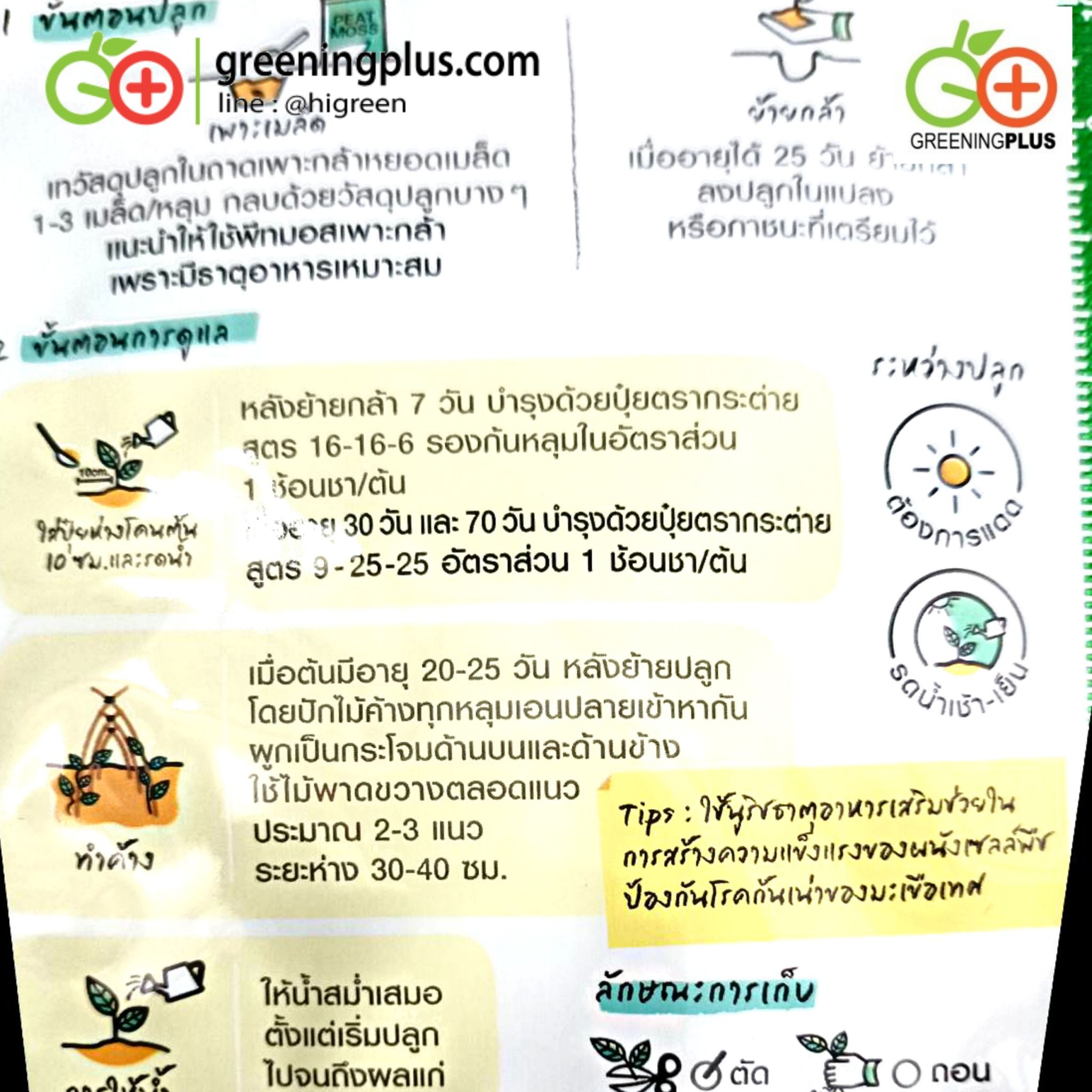 กระเจี๊ยบแดง ROSELLE (เจียไต๋)