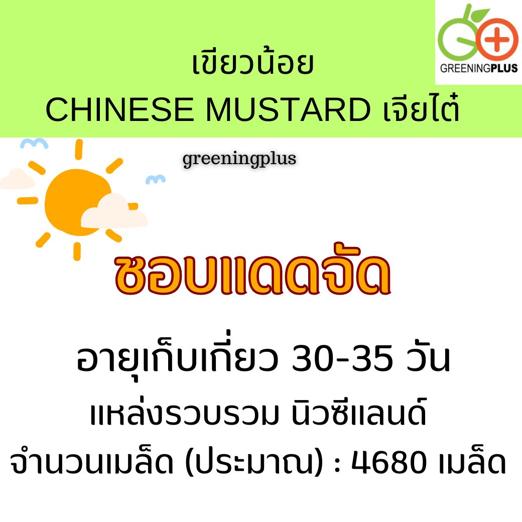 เขียวน้อย CHINESE MUSTARD เจียไต๋