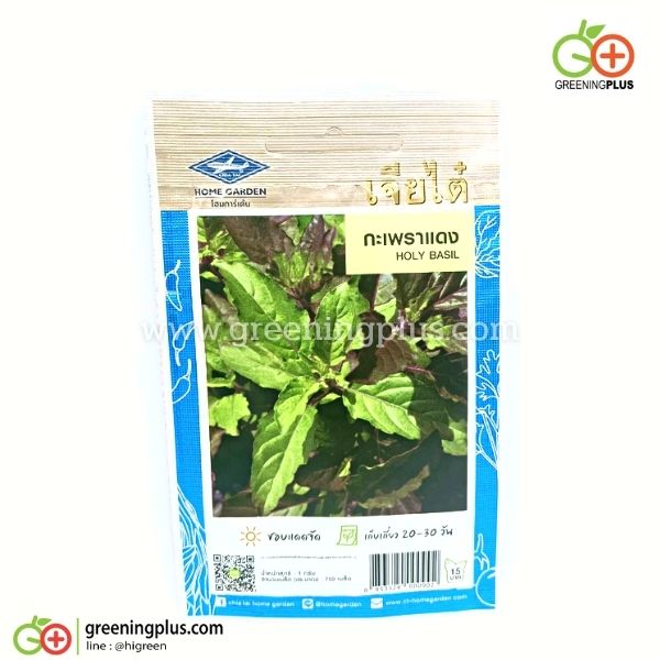 กะเพราแดง Holy Basil เจียไต๋