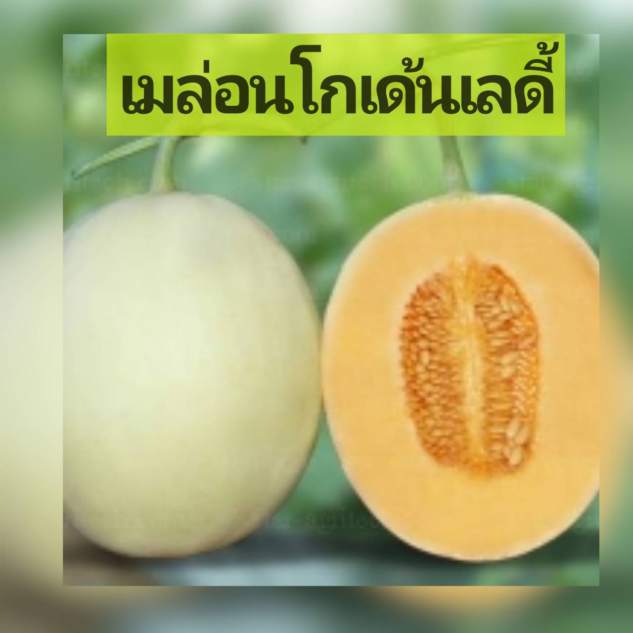 เมล่อน GOLDEN LADY 10 เมล็ด