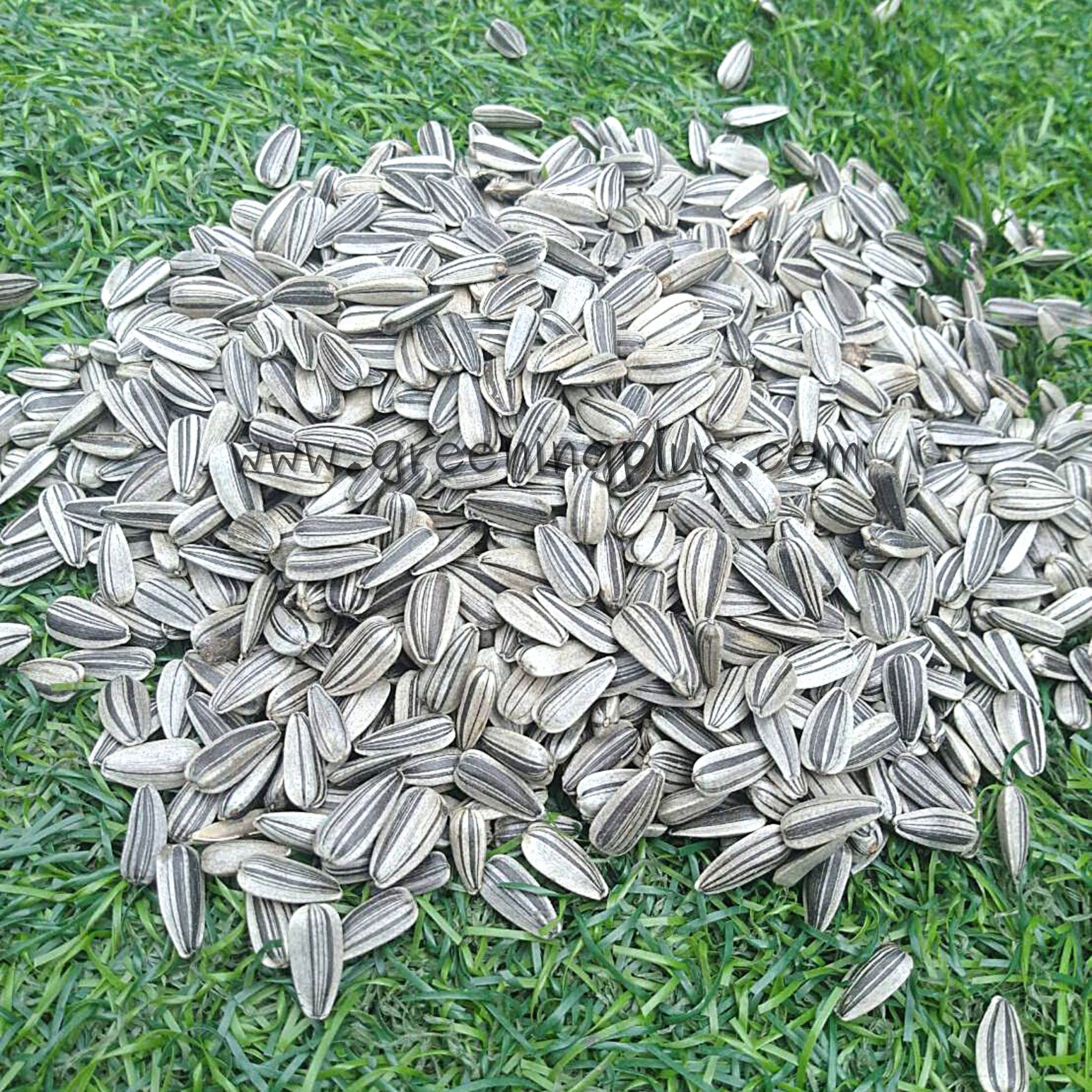 เมล็ดทานตะวันงอก Sunflower Seed 100 กรัม