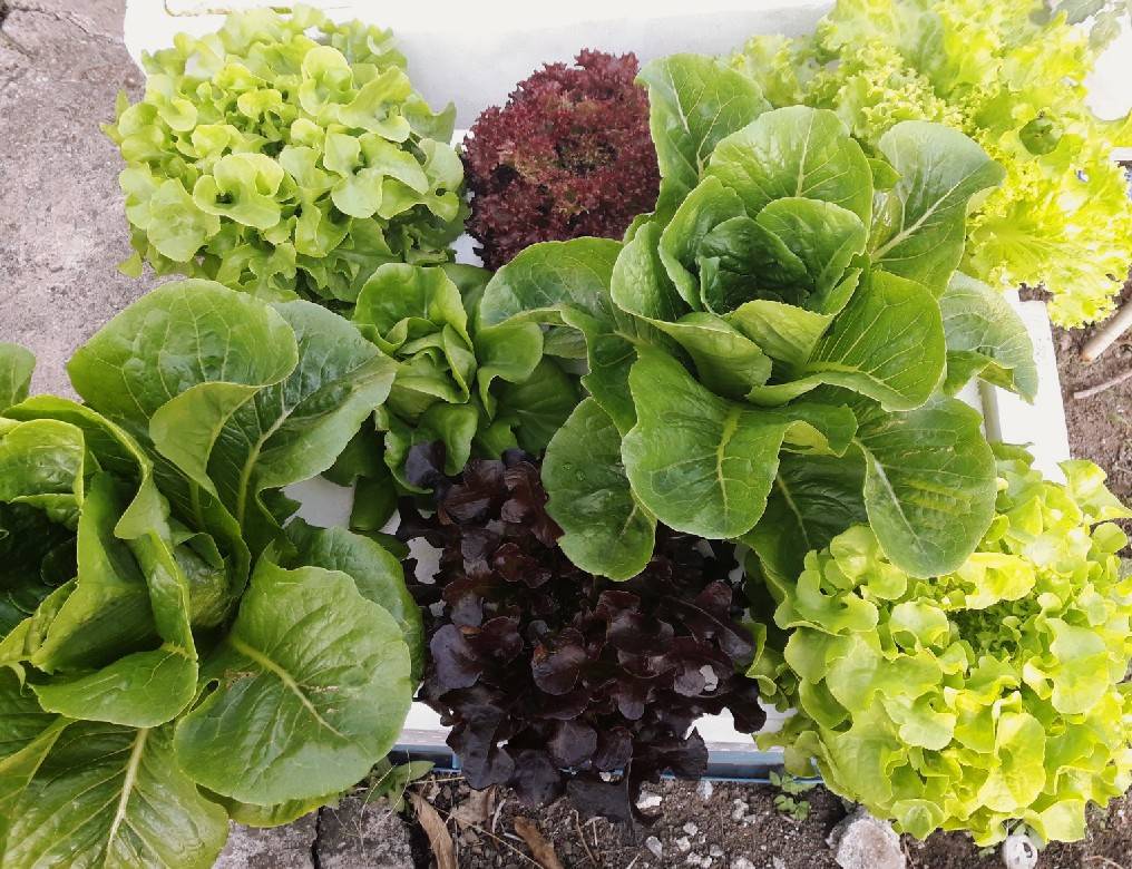 green cos 100 pills(ไม่เคลือบ)