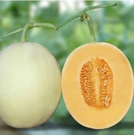 เมล่อน GOLDEN LADY 10 เมล็ด