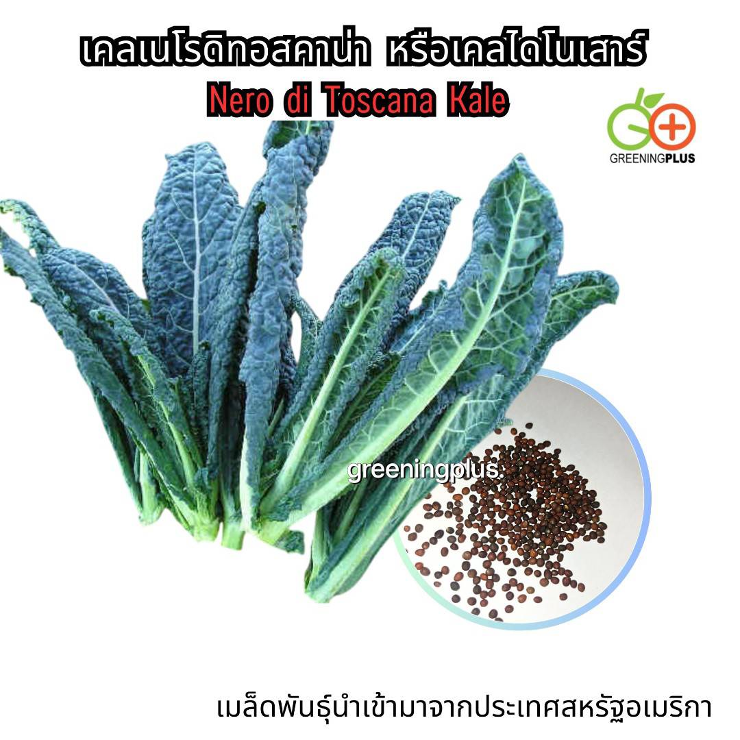 KALE เคลเนโรดิทอสคาน่า หรือเคลไดโนเสาร์ Nero di Toscana Kale 30 เมล็ด./ซอง