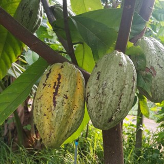 น้ำโกโก้คั้นสดสกัดเย็นไม่ใส่น้ำตาลผลิตจากผลโกโก้จันทบุรีหวานอมเปรี้ยว150มล 12ขวด วีแกน มีจุลินทรีย์