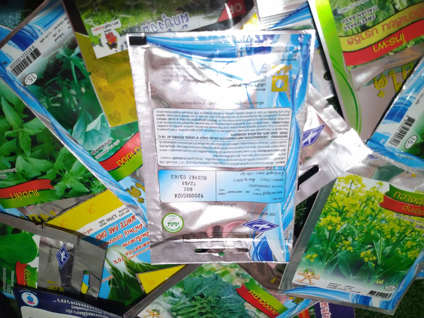 ผักเสี้ยน Spider Fiower เจียใต๋