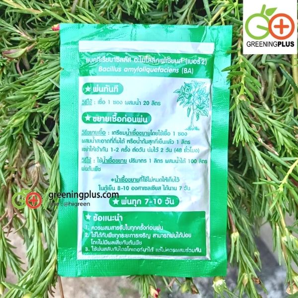 แบคทีเรียบาซิลลัส เบอร์ 2 ควบคุมโรคใบจุด ใบไหม้ และแอนแทรคโนส