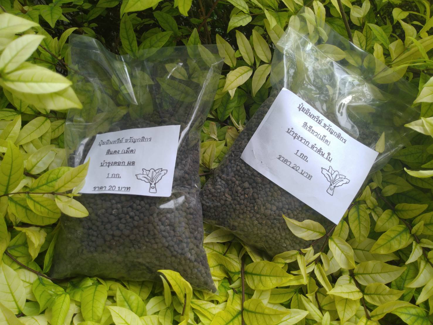 ปุ๋ยอินทรีย์แบบเม็ด (สีเขียว) ขนาด 1 กก." ขวัญกสิกร "บำรุงลำต้นและใบ