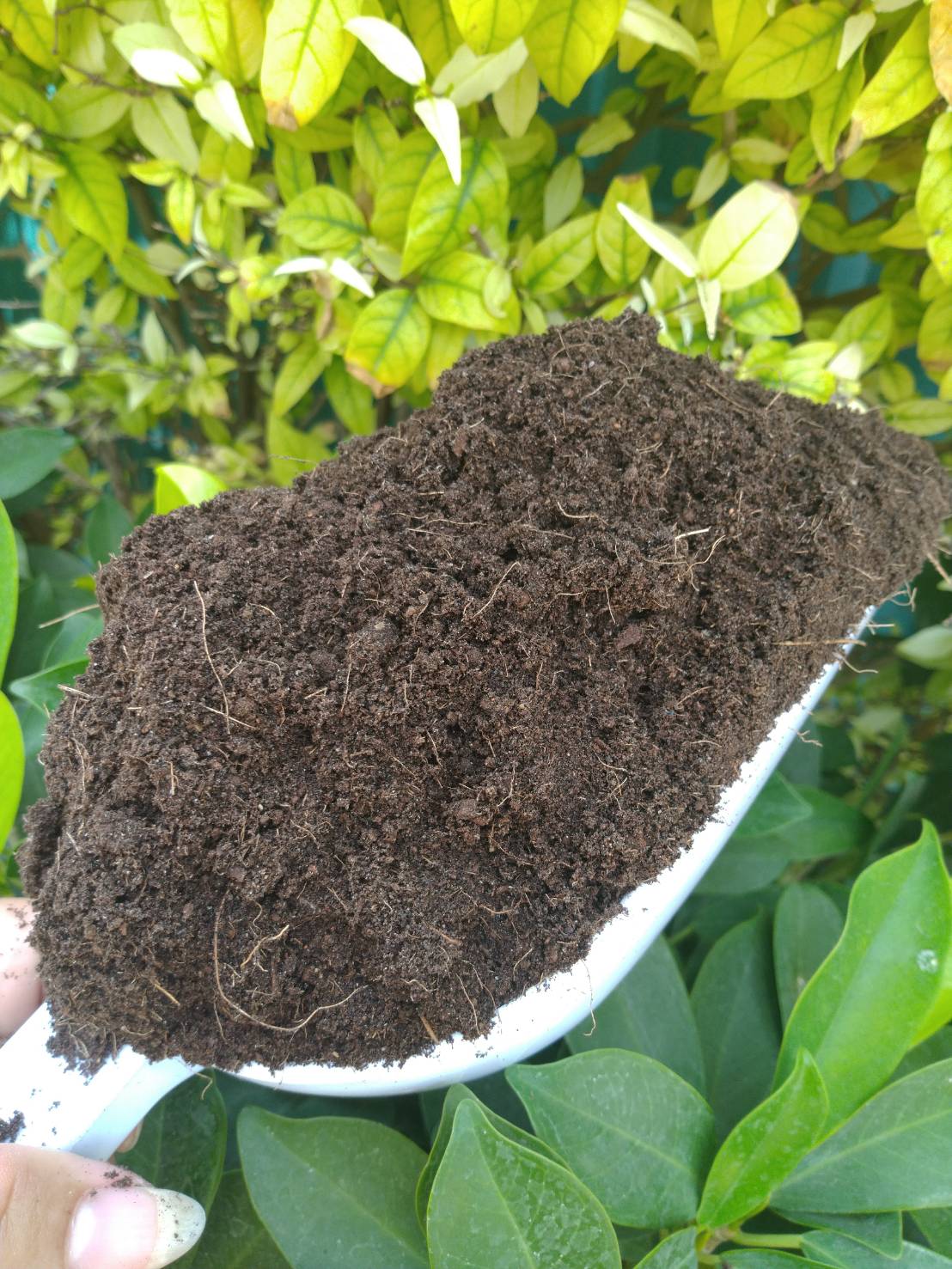 ขุยมะพร้าว E-Coco ชนิด Treat ผสมปุ๋ยอ่อนๆ 2 กก./ถุง