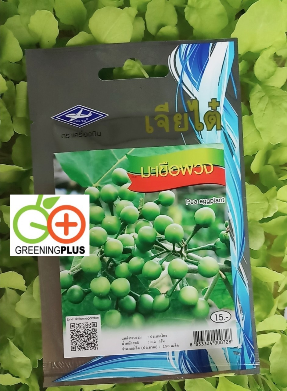 มะเขือพวง pea eggplant เจียใต๋