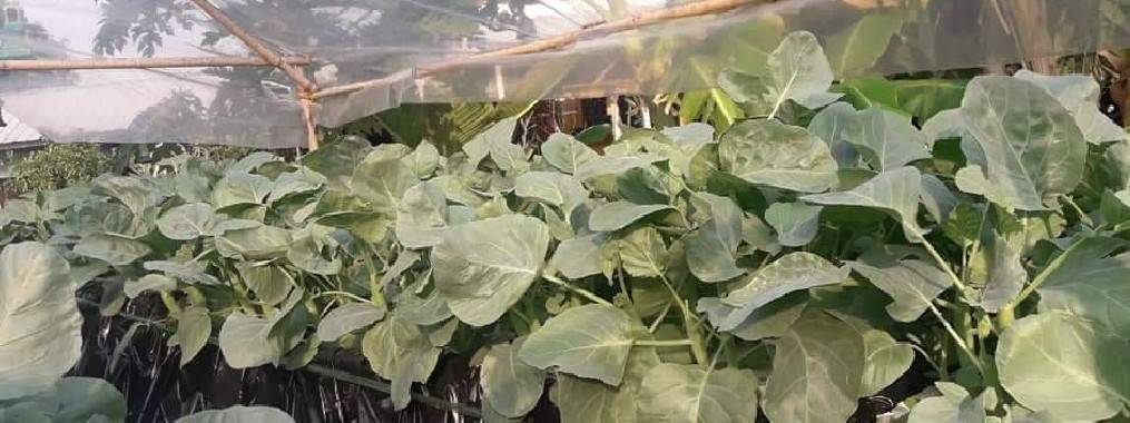 หัวเชื้อราไตรโคเดอร์ม่า แบบน้ำ 1 ลิตร