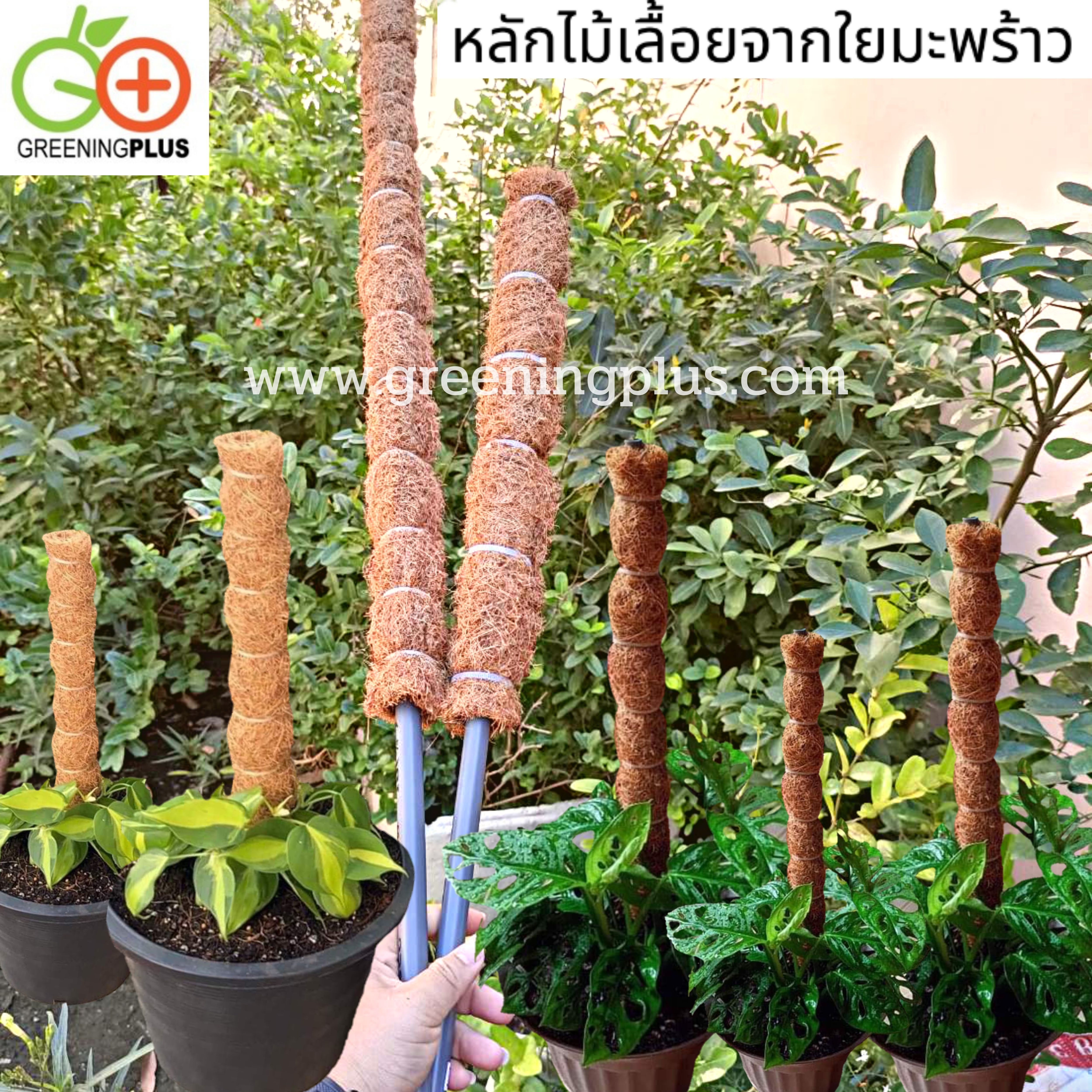 หลักไม้เลื้อยใยมะพร้าว จำนวน 1 อัน