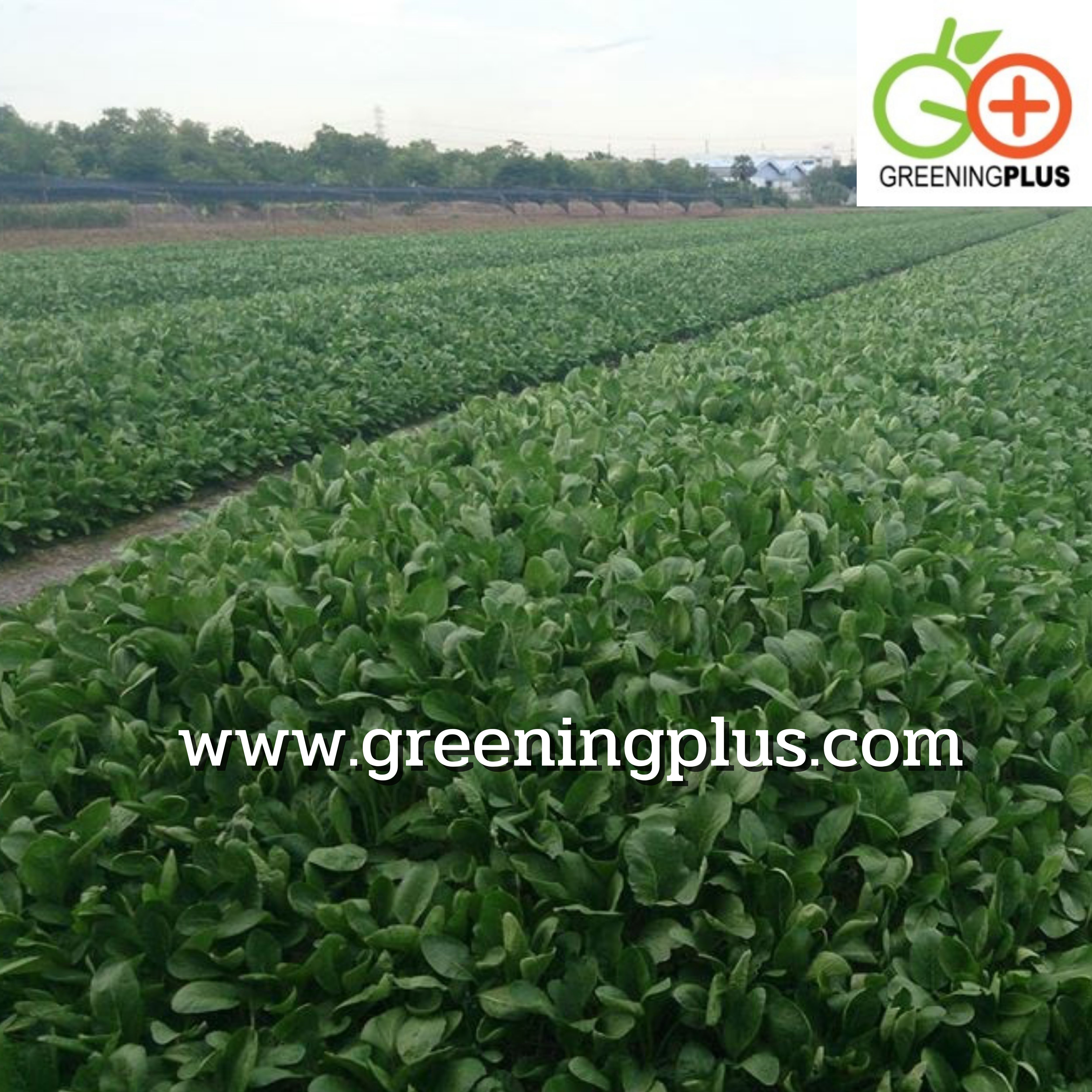 ขี้ไก่อัดเม็ดผสมสารอาหาร ขนาด 5 กก.