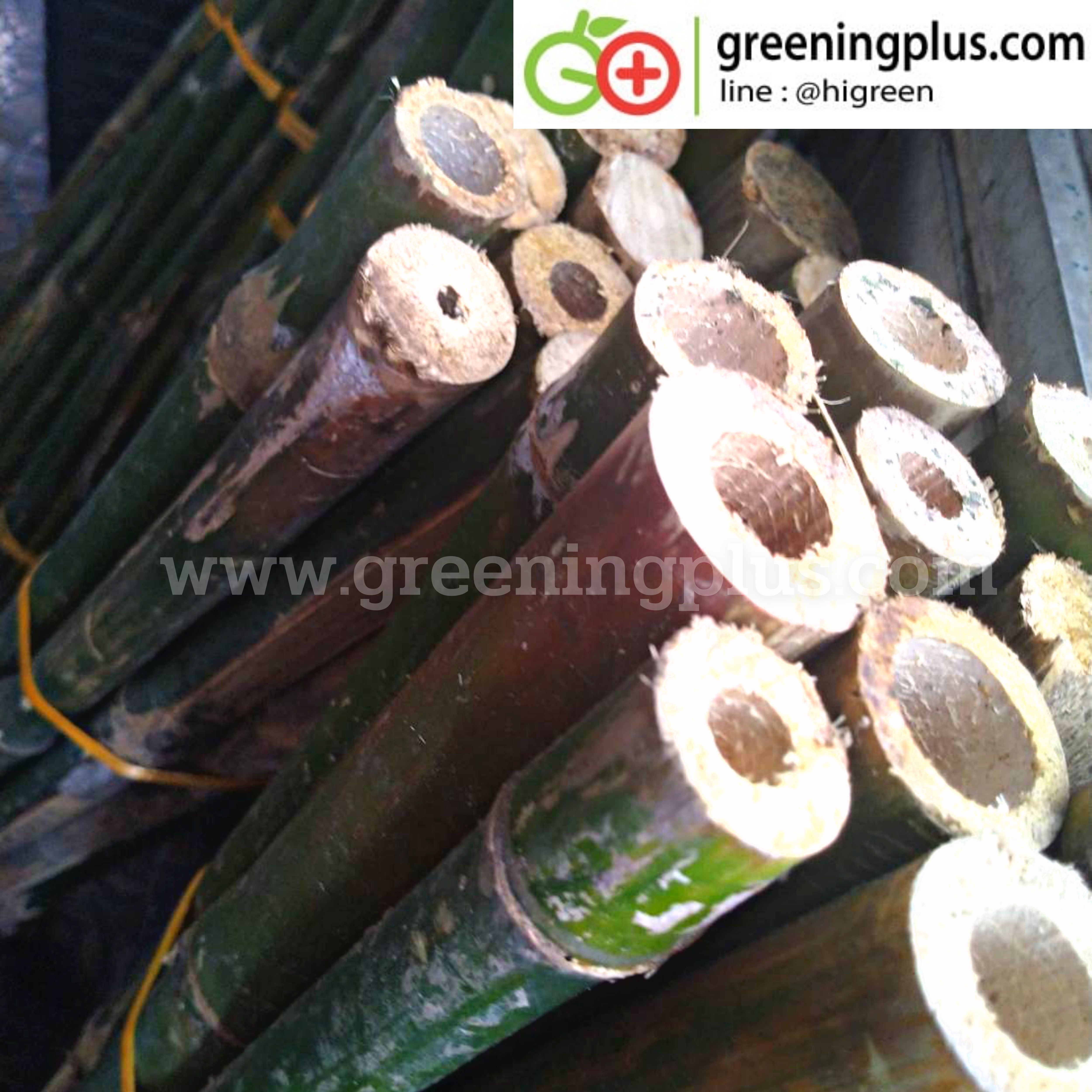 ไม้ปักค้ำต้นไม้ ไม้กลมแข็งแรง แหลมปลายสะดวกต่อการใช้งาน ขนาด 1.3-1.5 เมตร x 2 มัด