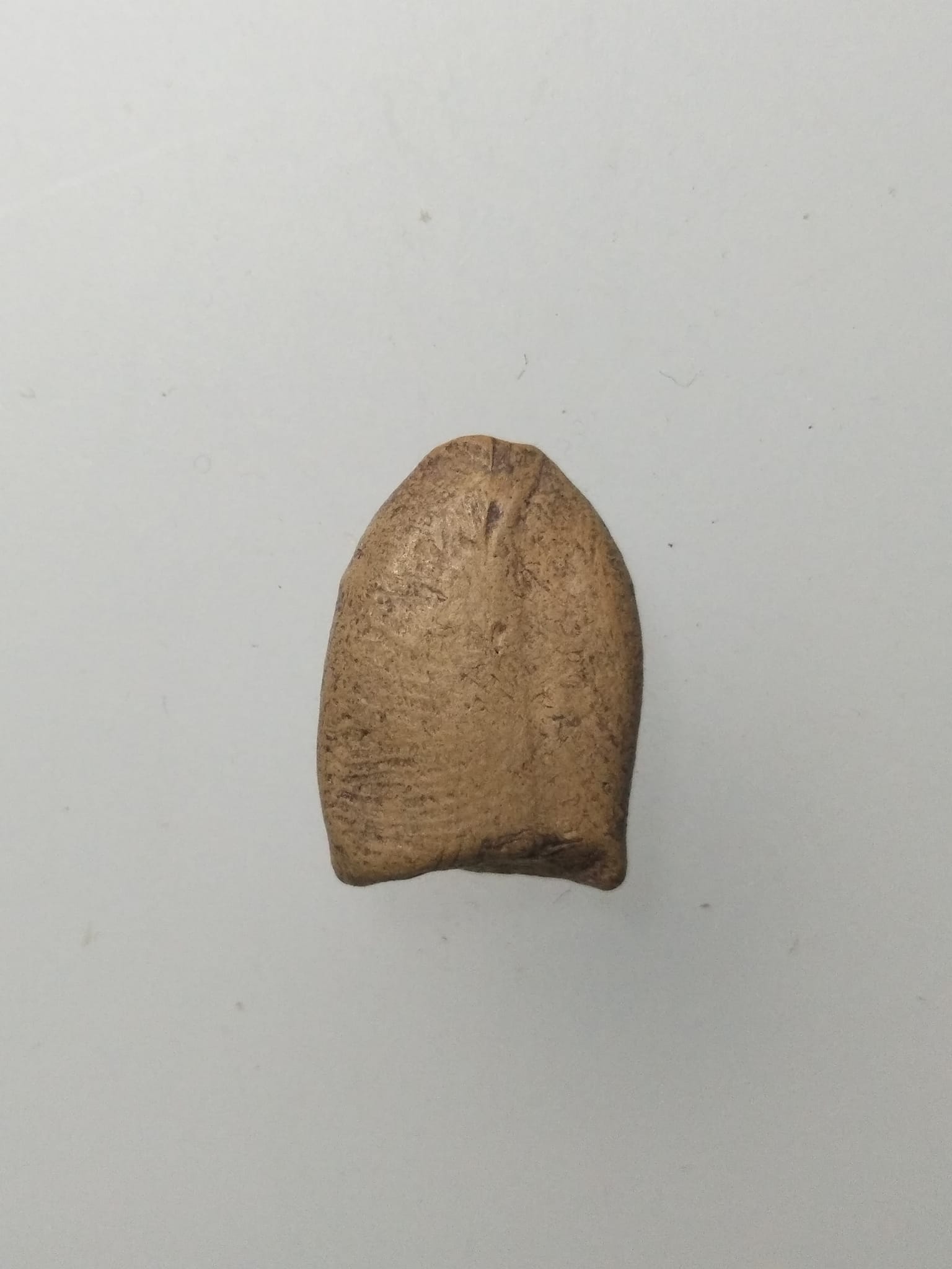 F248 ซุ้มกอเล็ก