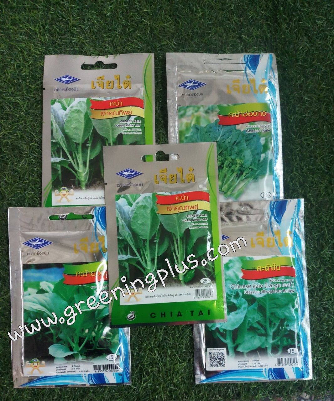 คะน้าเจ้าคุณทิพย์ (CHINESE KALE CHAO KHUN THIP) เจียไต๋