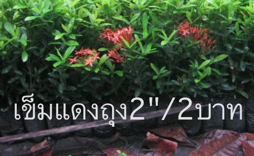 ดอกไม้จัดสวน