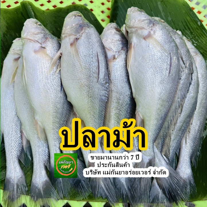 ปลาม้า