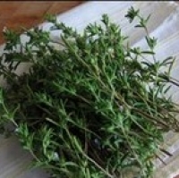 ซัมเมอร์ เซเวอรี่ (summer savory) 100 เมล็ด