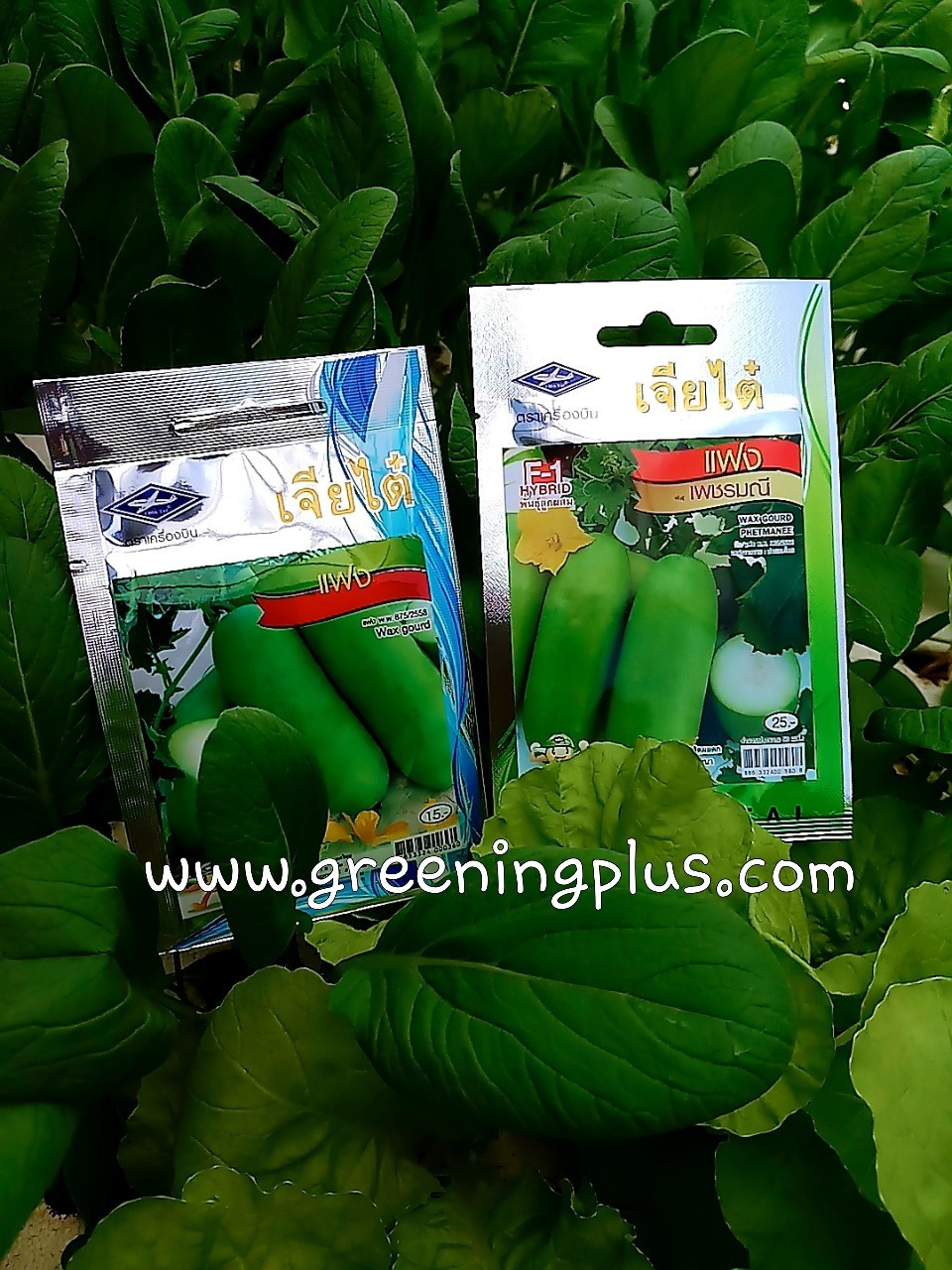 แฟง เพชรมณี เจียใต๋ F1