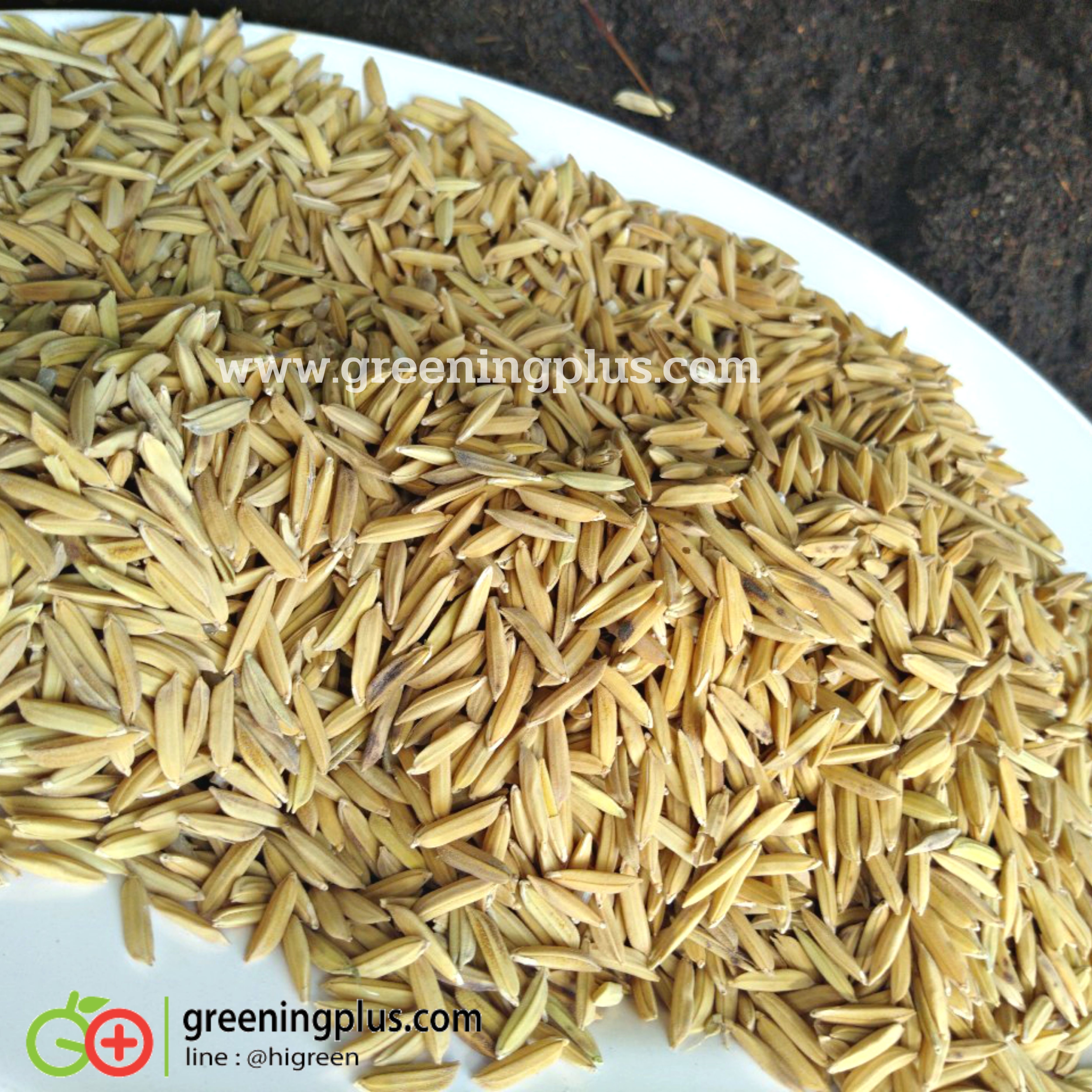 ข้าวเปลือก เกรด A ตราไก่ชน (แบ่งขาย) ขนาด 1 กก