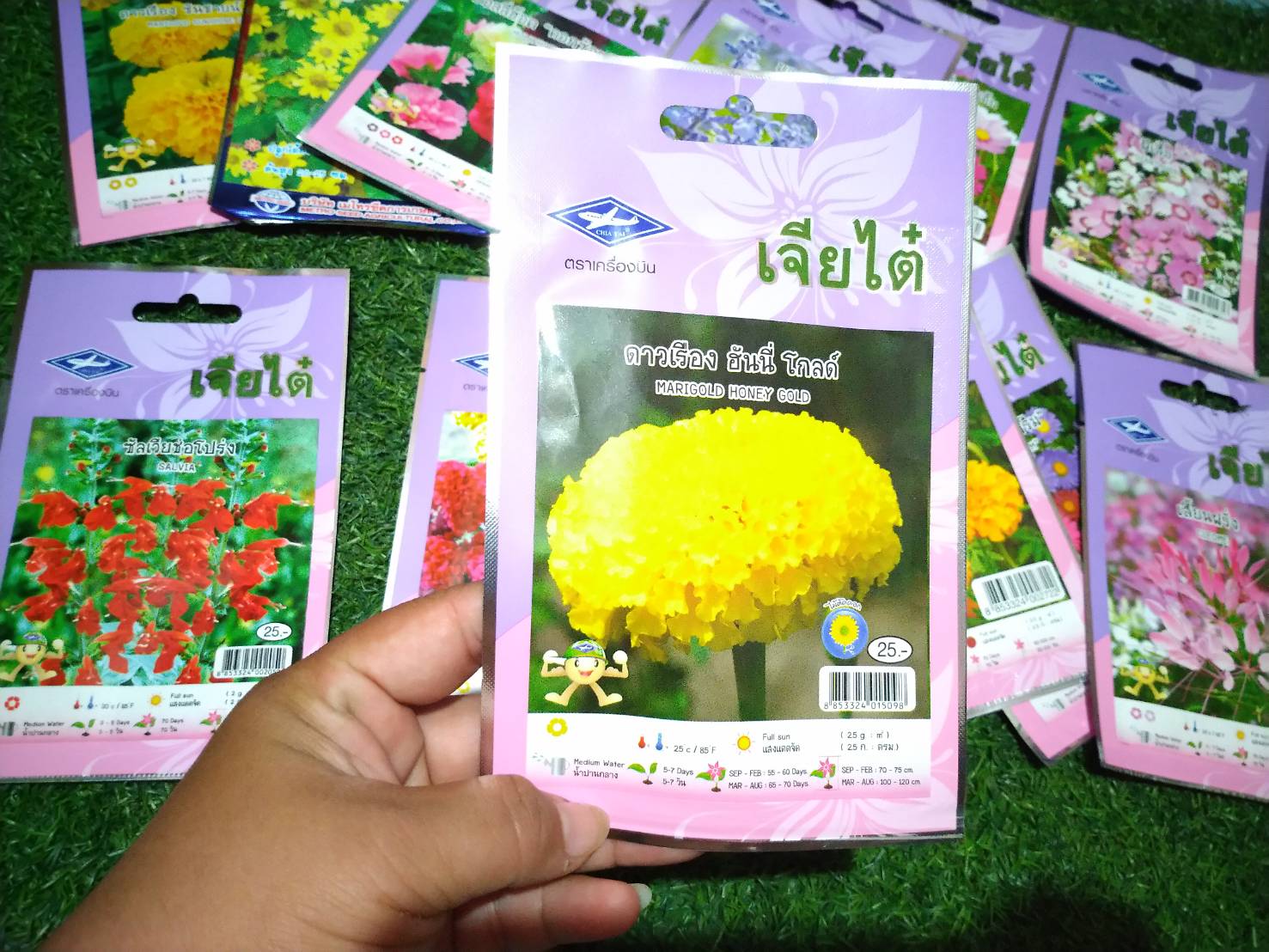 ดาวเรือง ฮั่นนี่ โกลด์ Marigold honey gold เจียไต๋