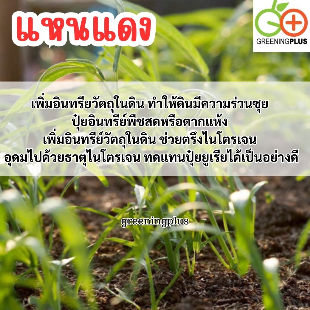 แหนแดง ไมโครฟิลล่า พันธุ์กรมวิชาการเกษตร ขนาด 1 กิโลกรัม / ถุง