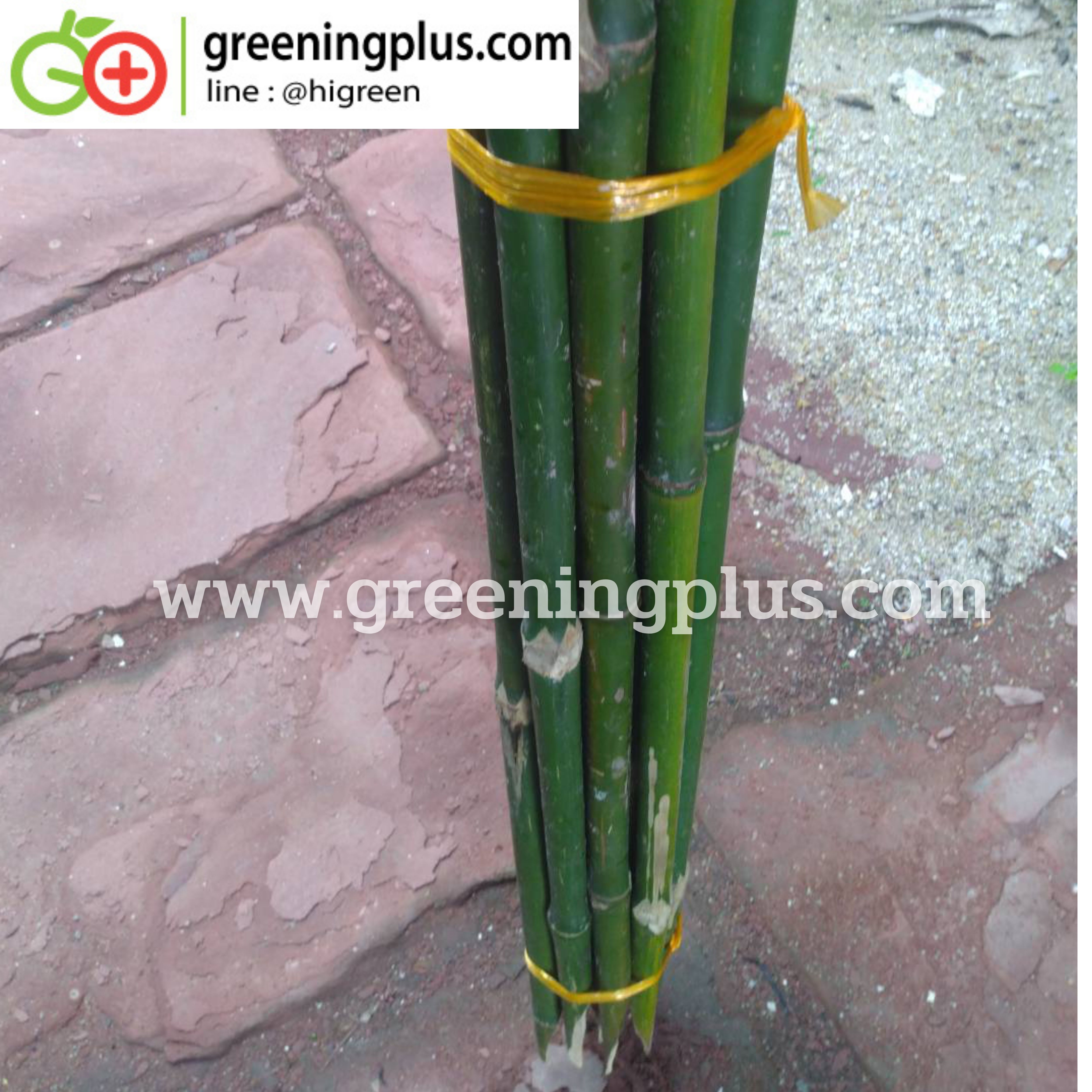 ไม้ปักค้ำต้นไม้ ไม้กลมแข็งแรง แหลมปลายสะดวกต่อการใช้งาน ขนาด 1.3-1.5 เมตร x 2 มัด