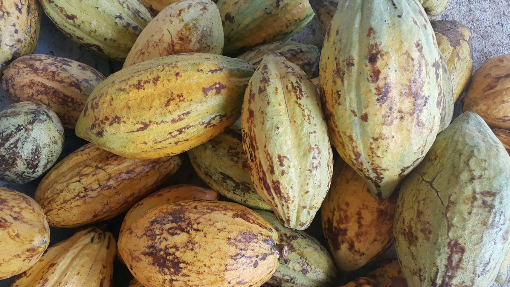 โกโก้แมส100% cocoa mass เนื้อช็อกโกแลตแท้ ทำจากเมล็ดโกโก้จันทบุรี ช็อกโกแลตใช้ทำเบเกอรี่ ตราบีนทูบาร์ beantobarchocolate